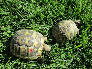Griechische Landschildkröten NZ 2025 mit Cites