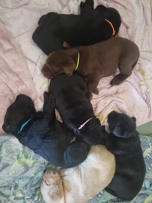 Labradorwelpen 