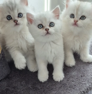 Süße BKH-Kitten suchen ein liebevolles Zuhause