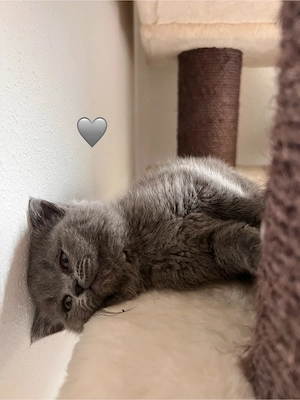 BKH Kitten aus liebevoller Familienaufzucht