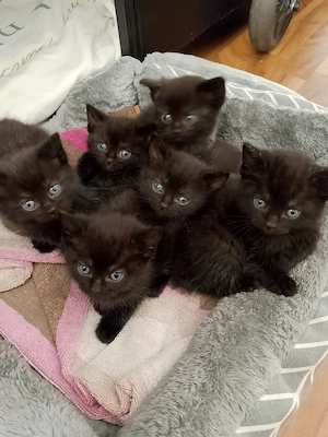Bkh mix kitten suchen liebevolles zuhause abgabebereit