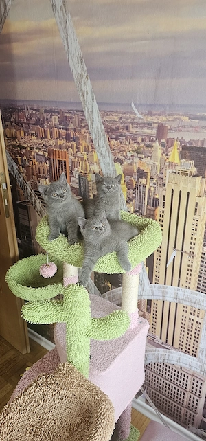 BKH Kitten