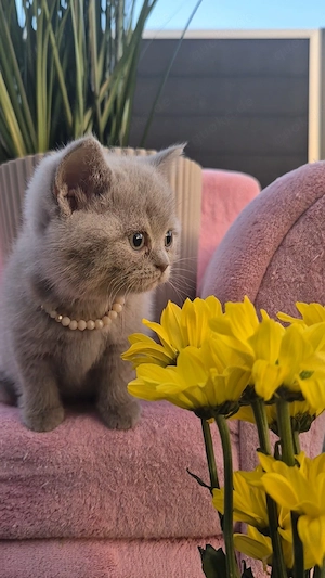 Britisch Kurzhaar, BKH, BKH Kitten, Britisch Kurzhaar Kitten, Katzenbabys, Katzenbaby, Kitten, BKH K Bild 4