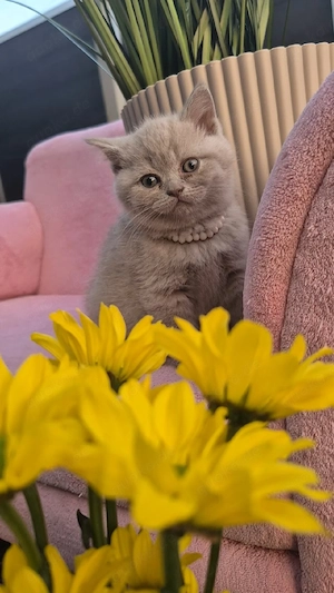 Britisch Kurzhaar, BKH, BKH Kitten, Britisch Kurzhaar Kitten, Katzenbabys, Katzenbaby, Kitten, BKH K Bild 5