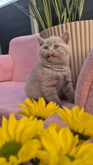 Bkh Kitten. Britische Kurzhaar Kitten 