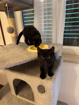     Junger Kater sucht ein neues Zuhause