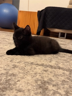 Katze Jung 