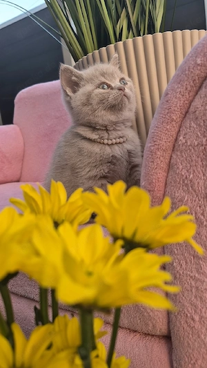 Bkh Kitten. Britische Kurzhaar Kitten 