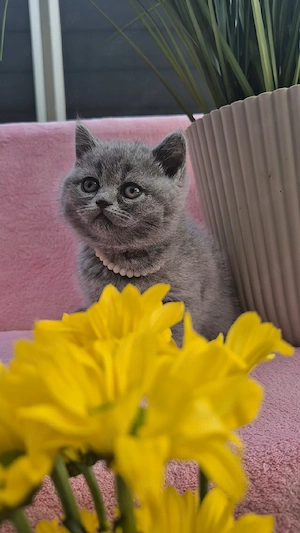 Britisch Kurzhaar, BKH, BKH Kitten, Britisch Kurzhaar Kitten, Katzenbabys, Katzenbaby, Kitten, BKH K Bild 3