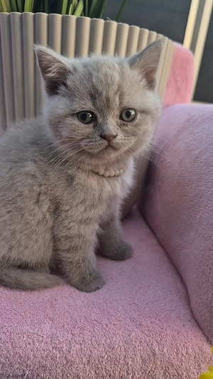 Britisch Kurzhaar, BKH, BKH Kitten, Britisch Kurzhaar Kitten, Katzenbabys, Katzenbaby, Kitten, BKH K Bild 6