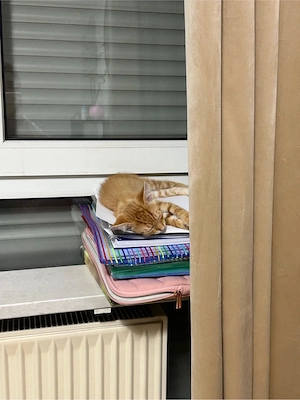  Süßer junger Kater sucht ein liebevolles Zuhause