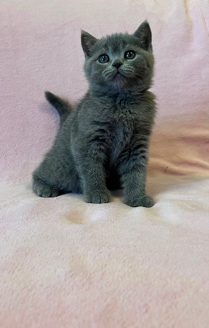 BKH Kitten