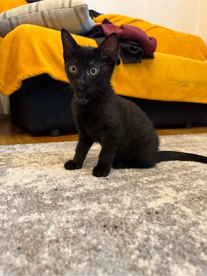 Katze Mädchen