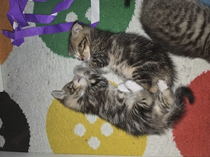 Babykatzen in guten Händen abgeben