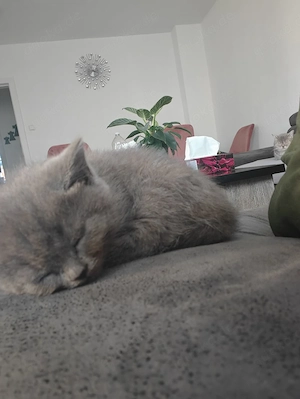 BKH Kitten 
