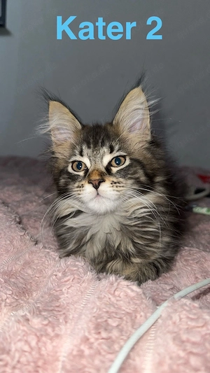 Maine Coon Kitten