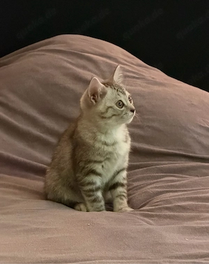 BKH Mix Kitten (16Wochen)