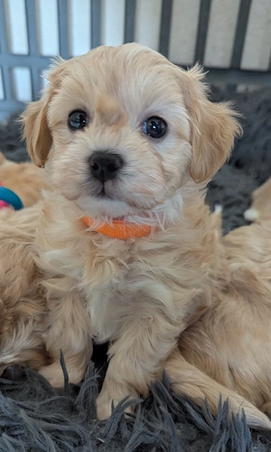 Maltipoo Welpen 
