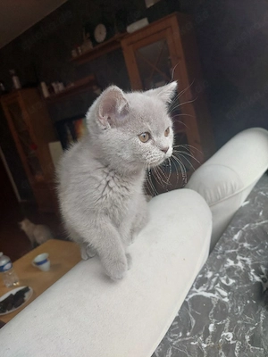 bkh Babys Katze    