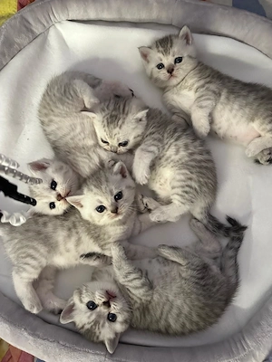Süße BKH Kitten suchen liebevolle Familie