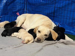 Süße reinrassige Labrador-Welpen suchen neues Zuhause
