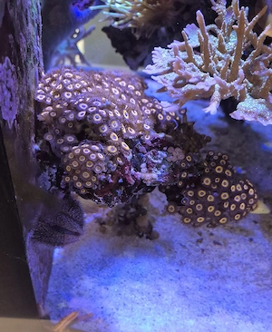 Meerwasser Aquarium LPS SPS Flying reef Zoanthus Johnny Pumpkins 