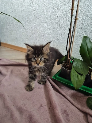 Maine Coon kitten 