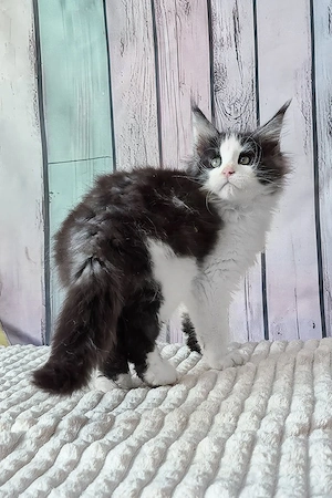 Traumhafter Tuxedo-Kitten (13 Wochen, Männchen)   Super sozial & kinderlieb!