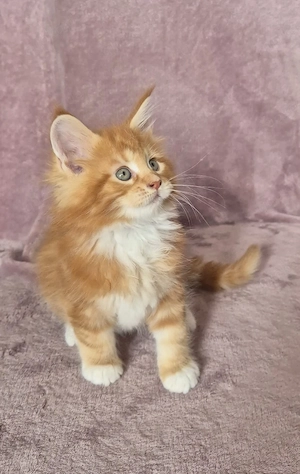 Maine Coon kitten 