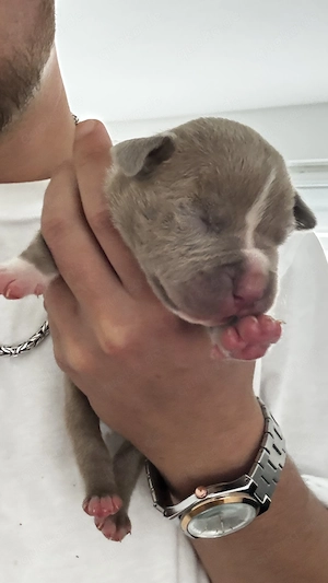 American Bully XL Welpe (Champagner) 1.6.2026 geboren