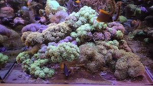Meerwasser Aquarium Korallen Ableger LPS Euphyllia Paradevisa Paraancora 