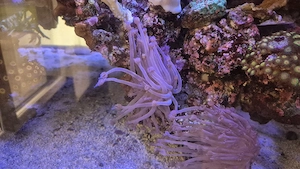 Meerwasser Aquarium Korallen LPS Goniopora lila