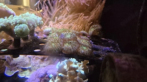 Meerwasser Aquarium Korallen LPS Fungia Rainbow
