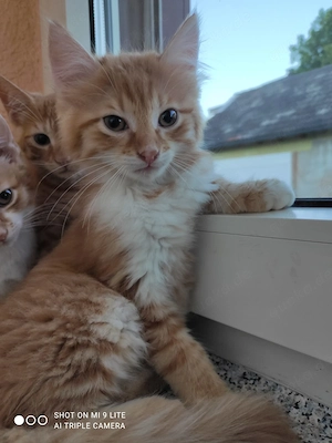 Babys Katzen 