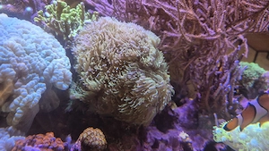 Meerwasser Aquarium Korallen LPS Bartkoralle