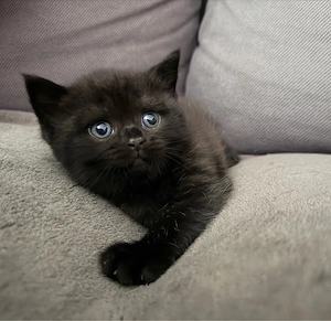 Reinrassige BKH Tabby Kitten 