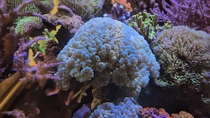 Meerwasser Aquarium Korallen LPS Caulastraea furcata Flötenkoralle, Fingerkoralle