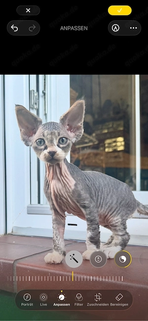 Velour Sphynx Luma-  weibchen 
