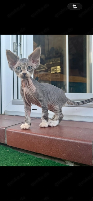 Velour Sphynx Luma-  weibchen 