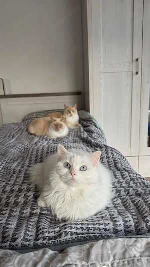 katze suche ein zuhause