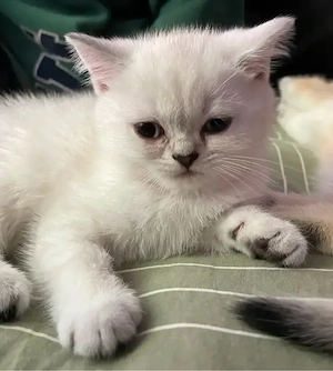 BKH Kitten junge Bild 2