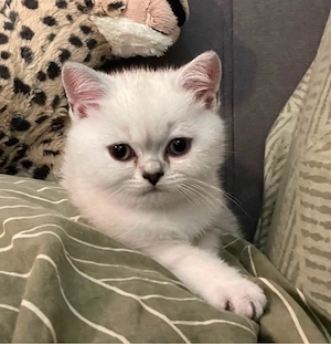 BKH Kitten junge