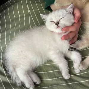 BKH Kitten junge Bild 3