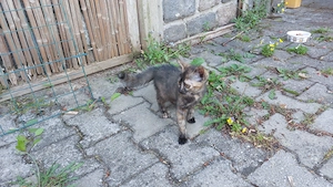 Zwei kitten suchen noch ihr Zuhause
