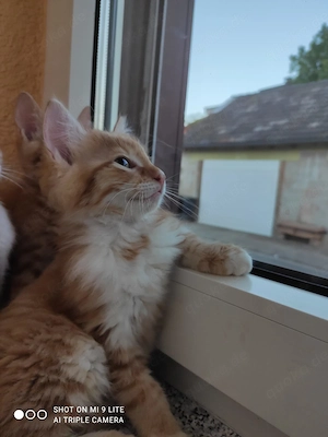 Babys Katzen 