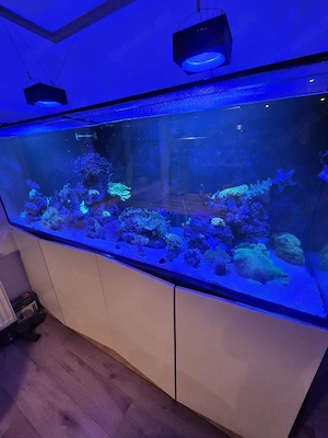 Meerwasserfische gesucht