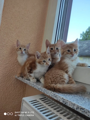 Babys Katzen 