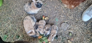 Zwergkaninchen babys suchen ein zuhause