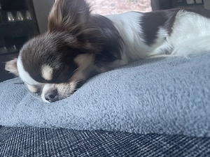 Chihuahua in liebevolle Hände abzugeben