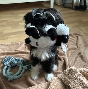 Chinese Crested Rüde 